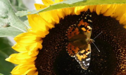 清清草在线视频,探寻自然之美，感受生命律动